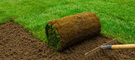 Acheter du gazon naturel en rouleaux